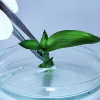Agricultural Analysis