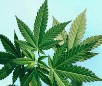 Cannibis